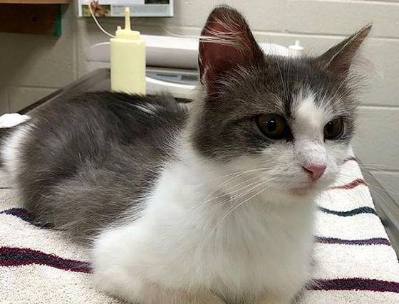 猫咪被主人养大，却因怀孕而被抛弃，失聪后的它没能保住2只小猫 