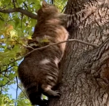 流浪猫醉倒路边被抓拍，网友：等我先rua下它的小肚皮！