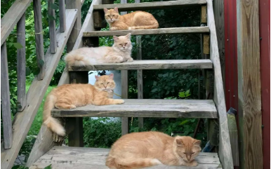 夫妇二人买农舍，还意外附赠16只猫，这是什么神仙操作？！
