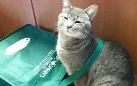 猫咪每天给女孩“送礼”，只为报收养之恩，却惹得女孩向邻居道歉 