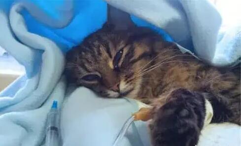猫发烧了怎么办用最简单的方法 猫发烧了怎么办用最简单的方法