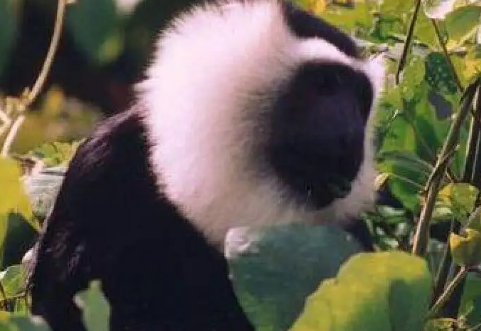 花斑疣猴的种群是如何构成的？不清楚的快来看看！