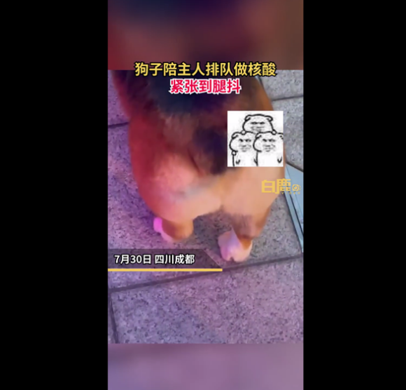 狗子陪主人排队做核酸抖成电动臀 因紧张吓到腿抖：画面让人忍俊不禁
