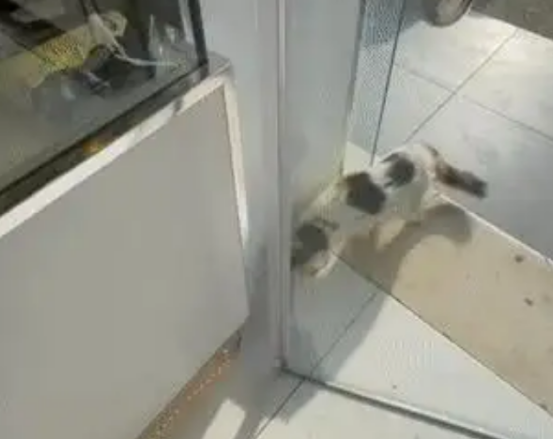 四十摄氏度高温下,中暑流浪猫敲门寻求帮助,结局超暖心 四十摄氏度高温下,中暑流浪猫敲门寻求帮助,结局超暖心