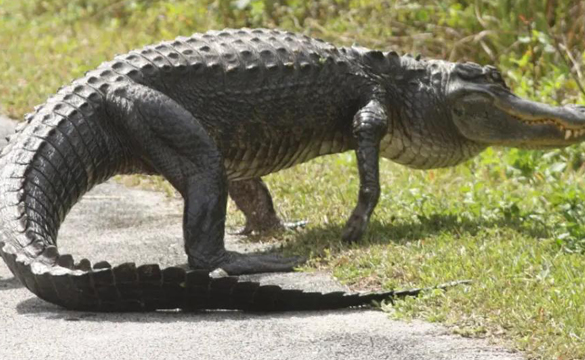 长吻鳄和短吻鳄的区别-宠物网问答
