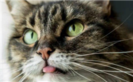 猫热的时候会不会吐舌头
