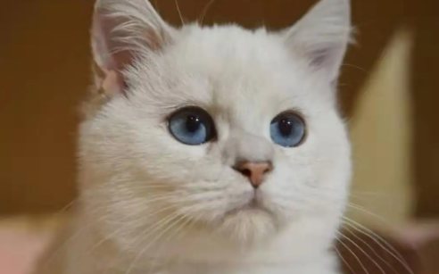 猫咪不流鼻涕就打喷嚏是怎么回事 猫咪不流鼻涕就打喷嚏是怎么回事