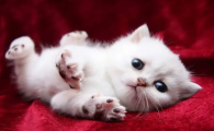 人吃的消炎药猫能吃吗