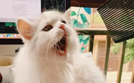 猫咪打喷嚏是怎么回事