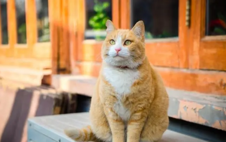 2个月的猫咪相当于几岁的人