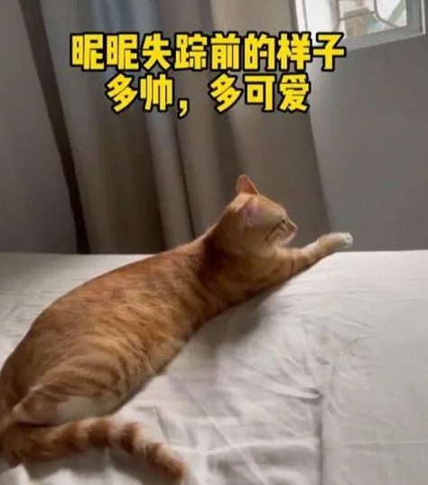 猫咪走丢36天后被找到,体重降了整整4斤:再也不要分开了 猫咪走丢36天后被找到,体重降了整整4斤:再也不要分开了