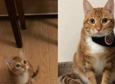 猫咪戴上纸袋假装劫匪，主人笑着投降，你们想打劫也没威胁感啊