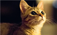 被猫身上的跳蚤咬了是什么症状