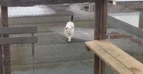 “卑微”猫奴为了讨好倔强流浪猫，斥资建造豪华猫屋，最终...