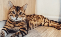 2个月的小猫室温多少度