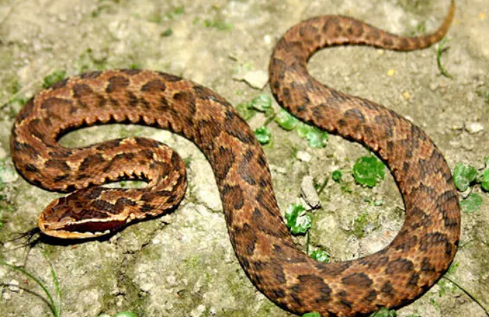 被短尾蝮蛇咬了有救吗?一文替你解答!