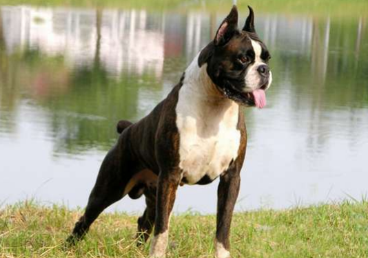 拳师犬与杜宾哪个好