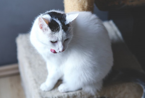 小猫咪可以喝西瓜汁吗