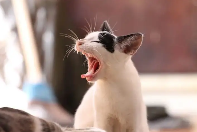 猫肚子一抽一抽的吐黄水怎么回事 猫肚子一抽一抽的吐黄水怎么回事