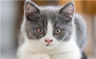 猫多久驱虫一次比较好