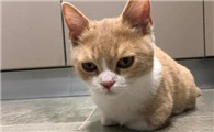 猫腿瘸了自己能恢复吗
