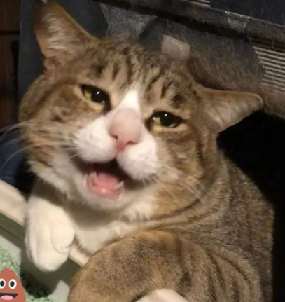 妹纸收养的猫有怪癖,每天叼玩偶去晒太阳,知道真相后令人泪目! 妹纸收养的猫有怪癖,每天叼玩偶去晒太阳,知道真相后令人泪目!