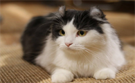 猫呼吸声很重好像鼻塞