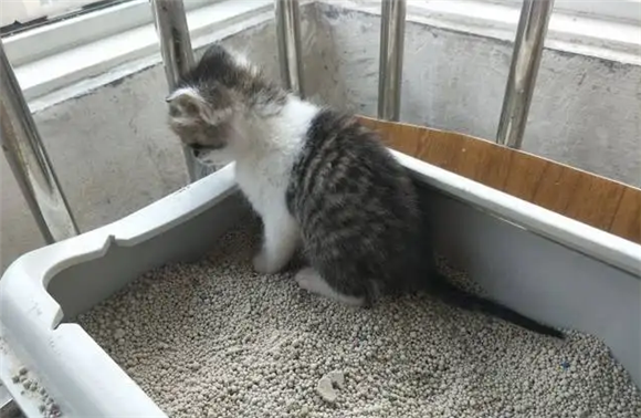 母猫乱拉屎的原因是什么