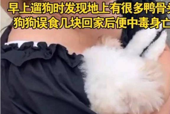 8条狗被“鸭骨头”毒死,网友:那个人,一定是忍无可忍了 8条狗被“鸭骨头”毒死,网友:那个人,一定是忍无可忍了