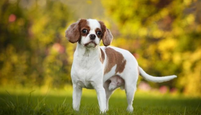 査尔斯国王骑士獚是英国王室最喜爱的犬种,它活泼,文雅,匀称,非常华丽