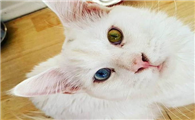 六个月的猫咪可以怀孕吗