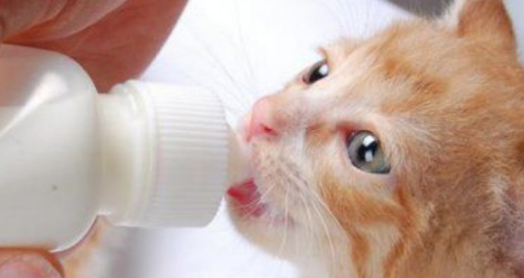 猫不喝羊奶粉是怎么回事