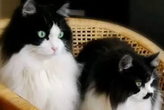 小公猫几个月开始发情期 小公猫几个月开始发情期