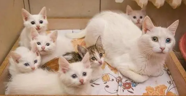 猫在生的时候能不能看着他