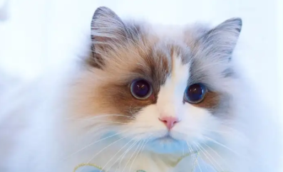 猫咪一直发出咕噜咕噜的声音