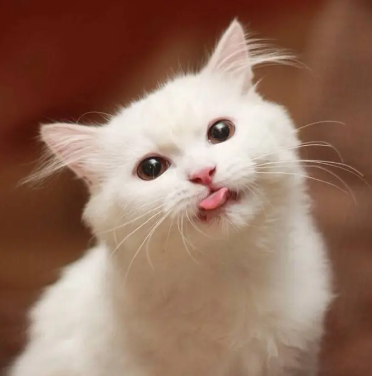 猫吃了塑料异物呕吐怎么办