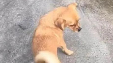 为了避免狗狗被欺负怀孕，男子特意做了个神器：这下万无一失了吧
