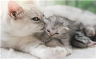 小猫头撞了一下会不会怎么样