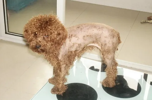 狗狗剃毛后皮肤发黑不长毛怎么办