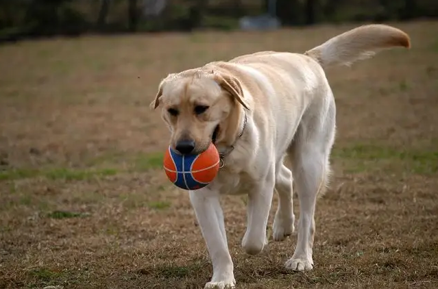 拉布拉多犬细小的症状及治疗方法 拉布拉多犬细小的症状及治疗方法