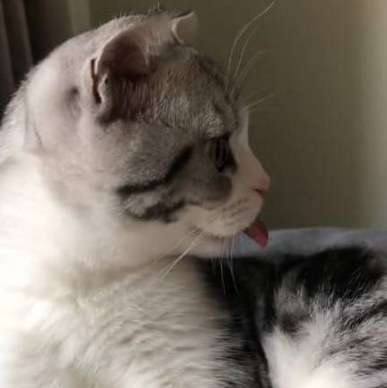 猫咪正在洗爪子,旁边突然伸过来一根手指,它的反应让主人笑喷了 猫咪正在洗爪子,旁边突然伸过来一根手指,它的反应让主人笑喷了
