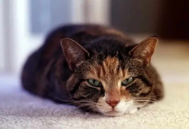 猫为什么突然一抽一抽的