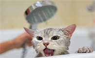 猫要洗澡吗?多少时间洗一次呀