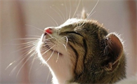 猫感冒打喷嚏吃什么药
