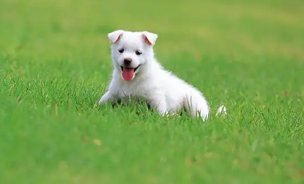 狗狗拉出白色的屎是怎么回事