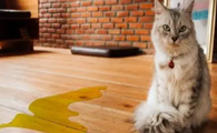 猫尿不出来尿怎么解决
