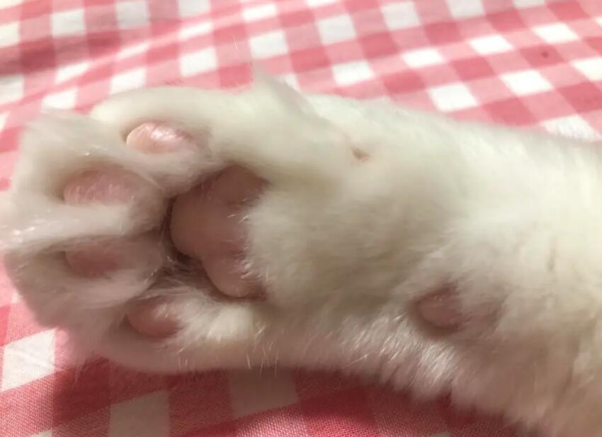 猫咪肉垫干裂蜕皮正常吗