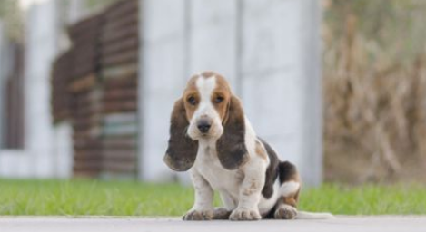 巴吉度犬有攻击性吗