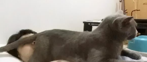 我家猫是个“露蛋狂魔”,现场已经控住不住了··· 我家猫是个“露蛋狂魔”,现场已经控住不住了···