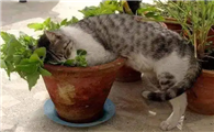 为什么猫那么喜欢猫薄荷
